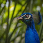 _DSC0704